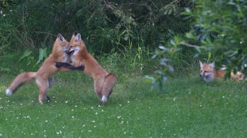 Puppy Love_33383.JPG