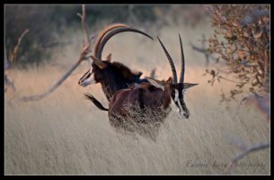 Rhone Sable Sunset.jpg