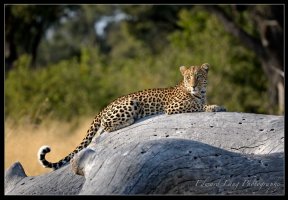 Leopard on a Tree.jpg