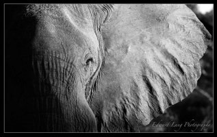 Elephants Eye.jpg