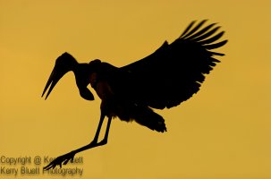 Stork 5.jpg