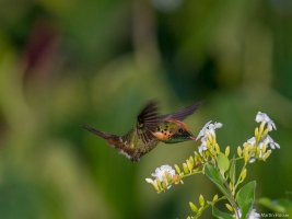 The tufted coquette (Lophornis ornatus).jpg