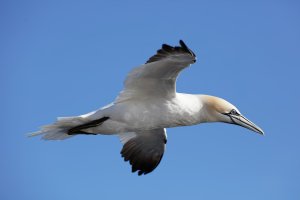 gannet_3Q7A0167_CR.jpg