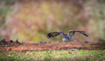 Birds of Prey 4 star (29 of 42).jpg