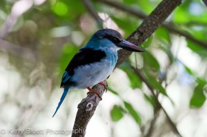 Kingfisher.jpg