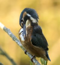 IJsvogel fb 20160719.jpg