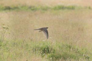 Cuckoo flight-101.JPG