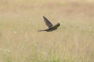 Cuckoo flight-102.JPG