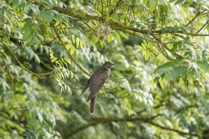 Cuckoo portrait-101.JPG