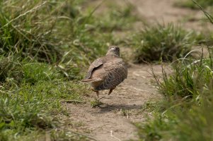 Cuckoo portrait-102.JPG