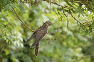 Cuckoo portrait-103.JPG