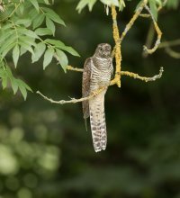 Cuckoo portrait-104.JPG