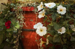 Untitled copy copy.jpg