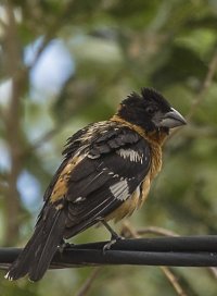 cabin tan bird wire.jpg