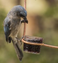 cabin blue jay jelly2.jpg