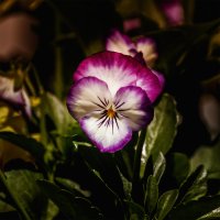 _MG_9262_DxO-Edit copy copy.jpg