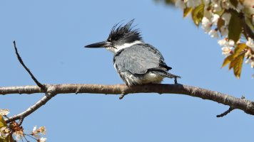 Kingfisher_1D4_7050.JPG