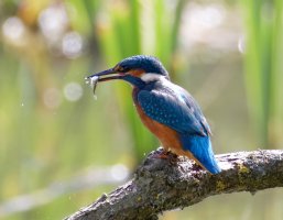 kingfisher+fish_3Q7A8737_CR.jpg