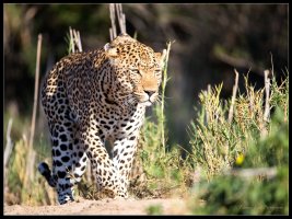 Leopard Walk.jpg