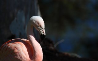 Lawn Decor - IMG_2934.jpg