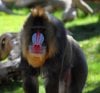 Monkey Business - IMG_2893.jpg