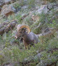Bighorn.jpg