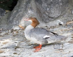 merganser_3Q7A0895_CR.jpg