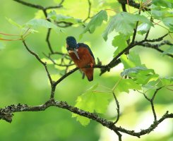 Kingfisher-101.JPG