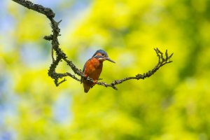 Kingfisher-102.JPG