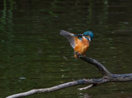 Kingfisher-103.JPG