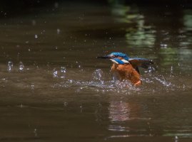 Kingfisher-104.JPG