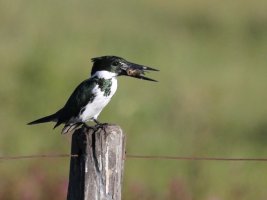 AmazonKingfisher_0864_CR.jpg