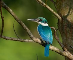 CollaredKingfisher_915A6880_DxO_CR.jpg