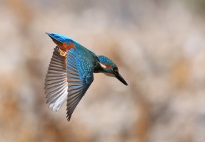 Diving_Kingfisher_2U4A6727_CR_Crop.jpg