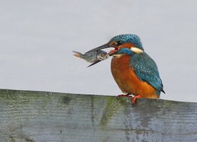 Fish+Kingfisher_MG_8150_CR.jpg