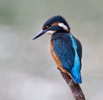 Kingfisher_Avatar_2U4A6871-DxO_CR.jpg