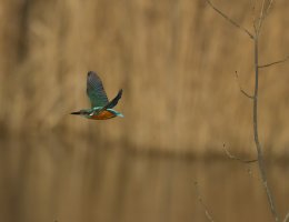 Kingfisher_MG_0203_CR.jpg