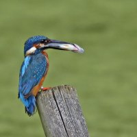 Kingfisher19_3_CR.jpg