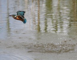 KingfisherLeaving2U4A6601 _CR.jpg