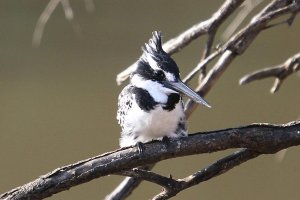 PiedKingfisher_CR.JPG