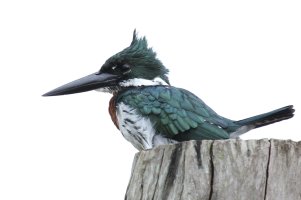 RingedKingfisher_9740_CR.jpeg