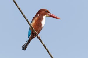 WhiteThroatedKingfisher_915A9617-CR.jpeg