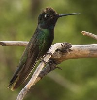 hummer man's feeder.jpg