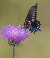 butterfly1 a.jpg