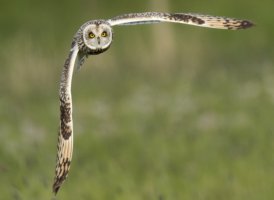 Velduil 20160428.jpg