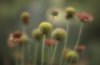 august 2016 uc davis flower garden lensbaby edited.jpg