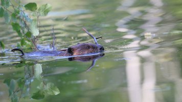 Beaver working_33475.JPG