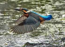ijsvogel19.jpg