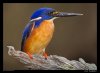 azure-kingfisher4.jpg