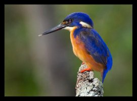 Azur-Kingfisher1.jpg